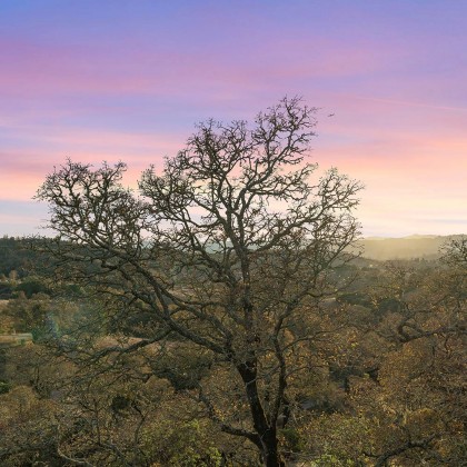 Healdsburg 14